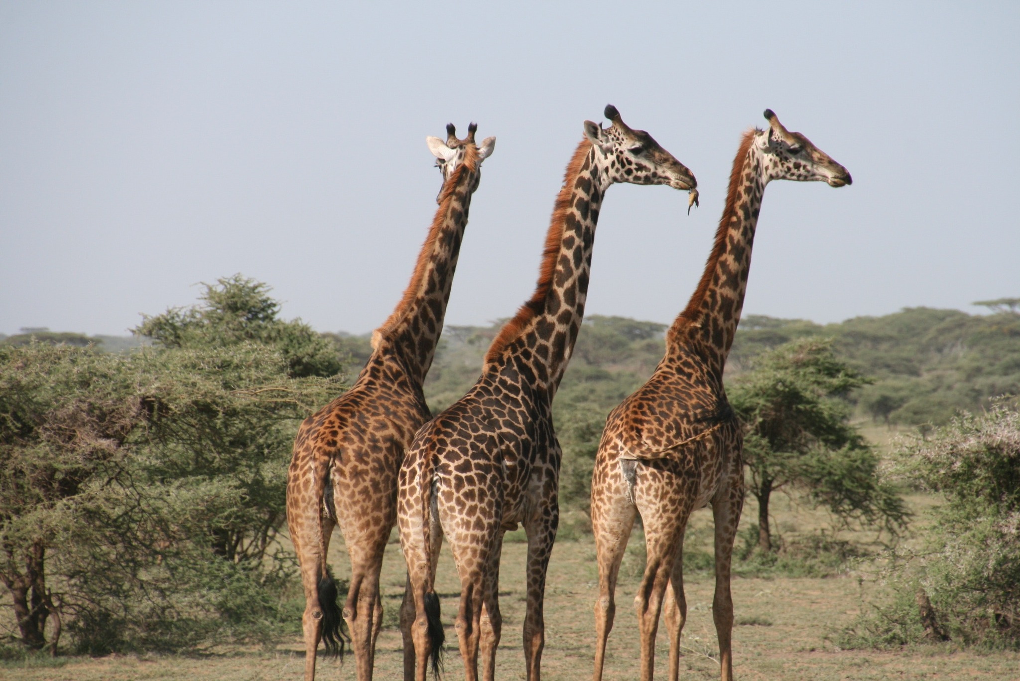 Wileli Wildlife Conservancy